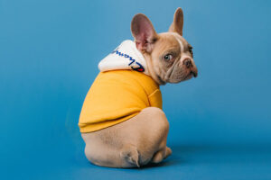 Pies w żółtej bluzie. fot: Karsten Winegeart, unsplash.com